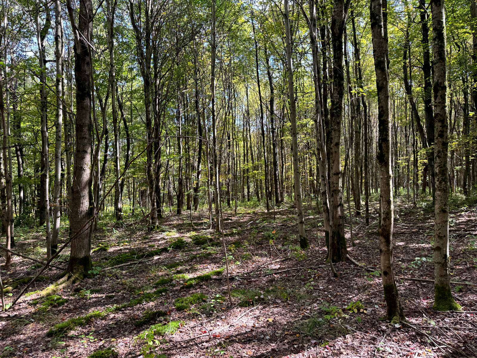 5 Acres of Land for Sale in Otselic, New York