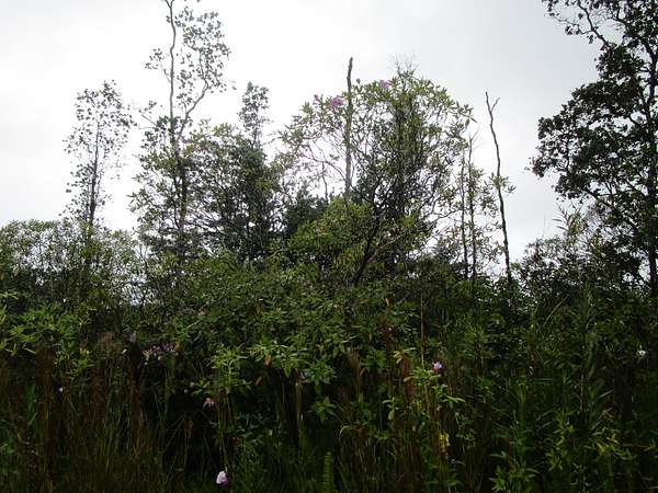 1 Acre of Land for Sale in Kurtistown, Hawaii