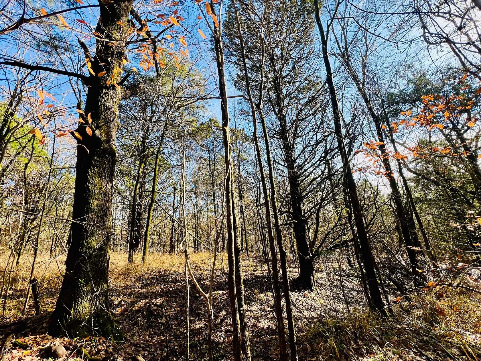 39.7 Acres of Land for Sale in Byhalia, Mississippi