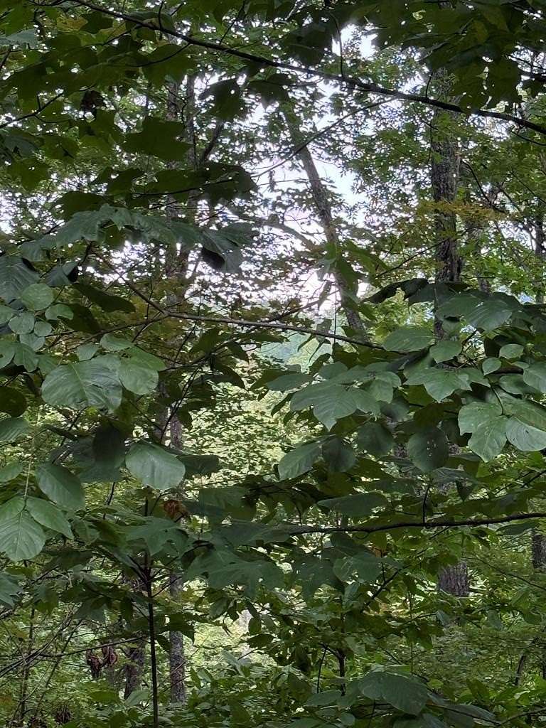 11.1 Acres of Land for Sale in Young Harris, Georgia