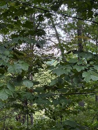 11.1 Acres of Land for Sale in Young Harris, Georgia