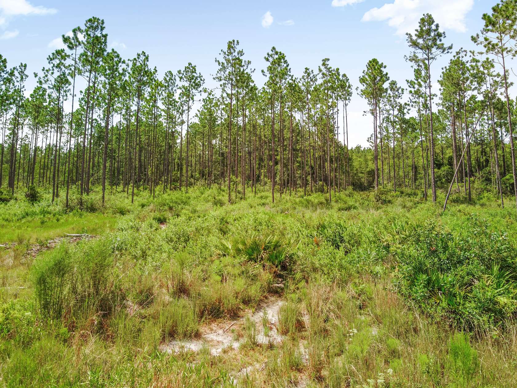 239 Acres of Recreational Land & Farm for Sale in Bronson, Florida