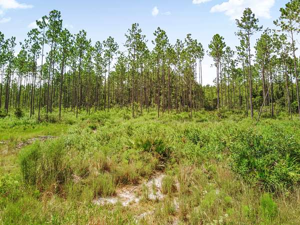 239 Acres of Recreational Land & Farm for Sale in Bronson, Florida