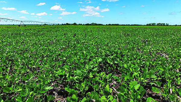 177 Acres of Agricultural Land for Auction in Belvue, Kansas