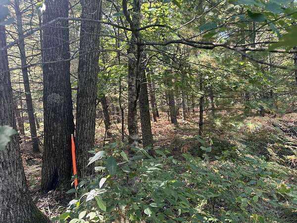 4.86 Acres of Land for Sale in Baldwin, Michigan