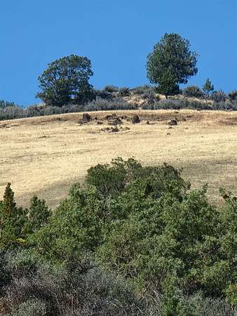 40 Acres of Land for Sale in Hornbrook, California