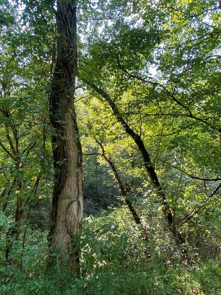 7 Acres of Residential Land for Sale in Lowmansville, Kentucky