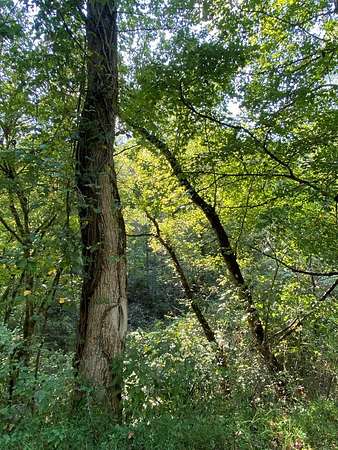 7 Acres of Residential Land for Sale in Lowmansville, Kentucky