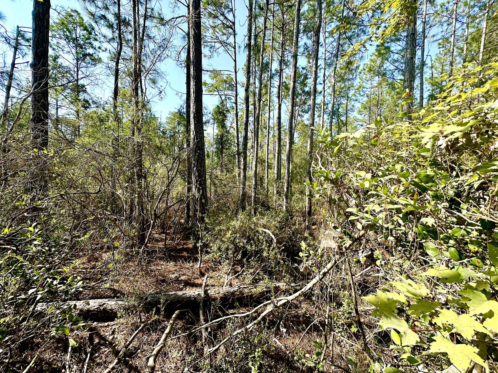 4.13 Acres of Land for Sale in Mayo, Florida