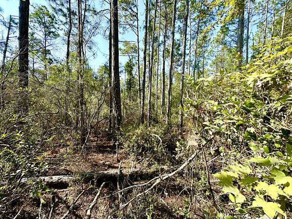 4.13 Acres of Land for Sale in Mayo, Florida