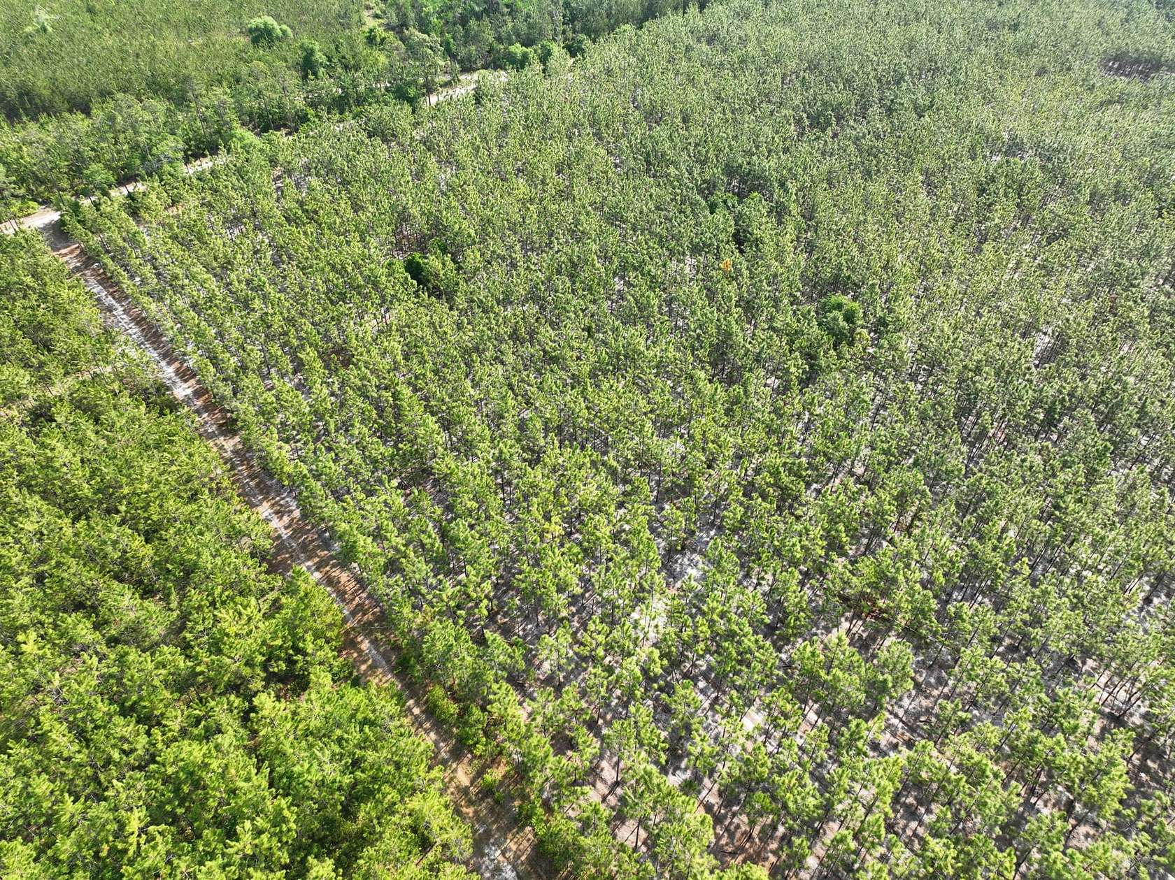 10 Acres of Recreational Land for Sale in Folkston, Georgia