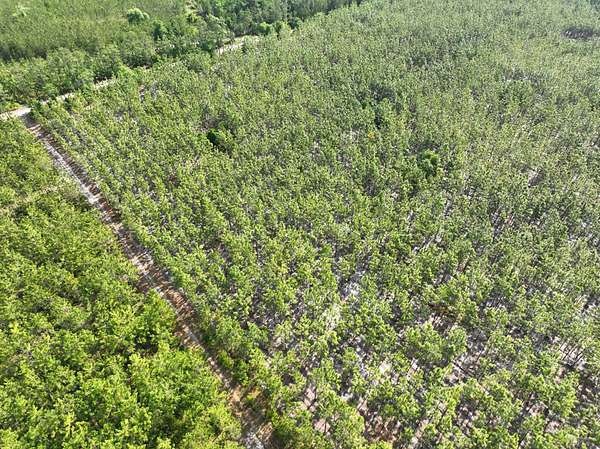 10 Acres of Recreational Land for Sale in Folkston, Georgia