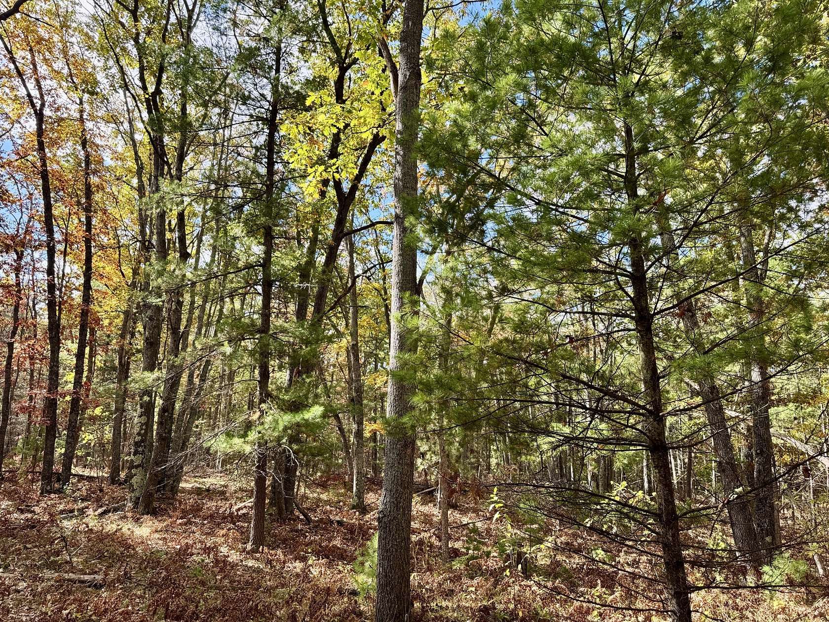 16 Acres of Recreational Land for Sale in Mio, Michigan