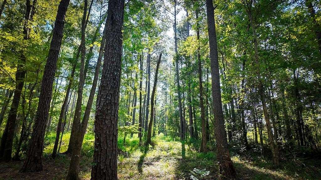 48.2 Acres of Recreational & Residential Land for Sale in Cairo, Georgia