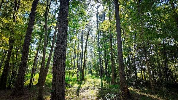 48.2 Acres of Recreational Land for Sale in Cairo, Georgia