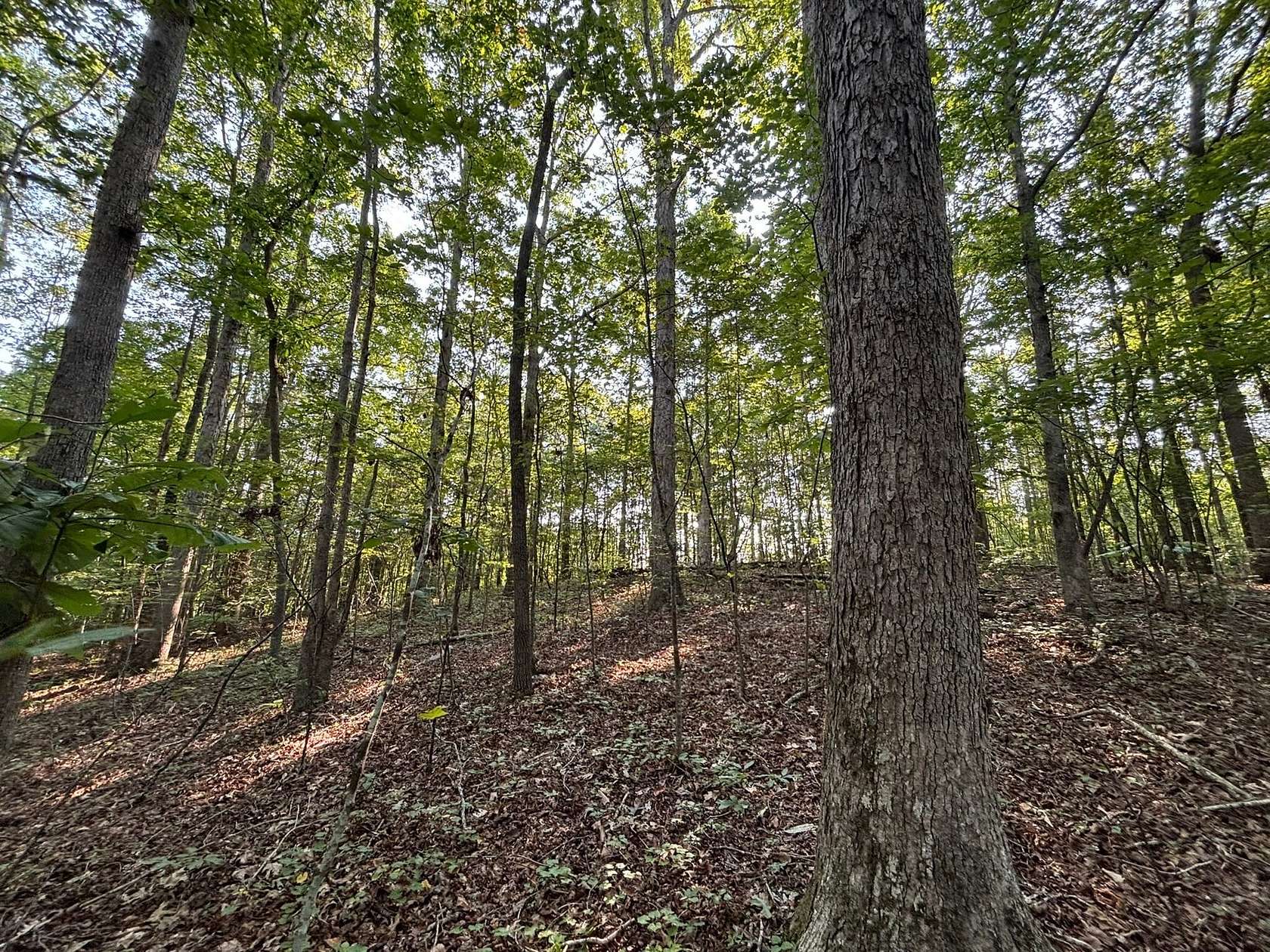 40 Acres of Land for Sale in Houston, Alabama