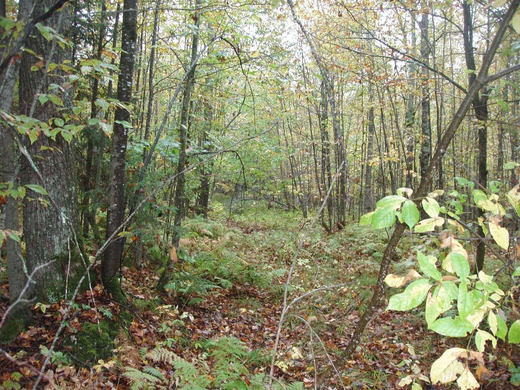 80 Acres of Land for Sale in Park Falls, Wisconsin