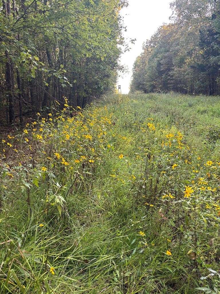 28.9 Acres of Recreational Land for Sale in Oxford, Mississippi