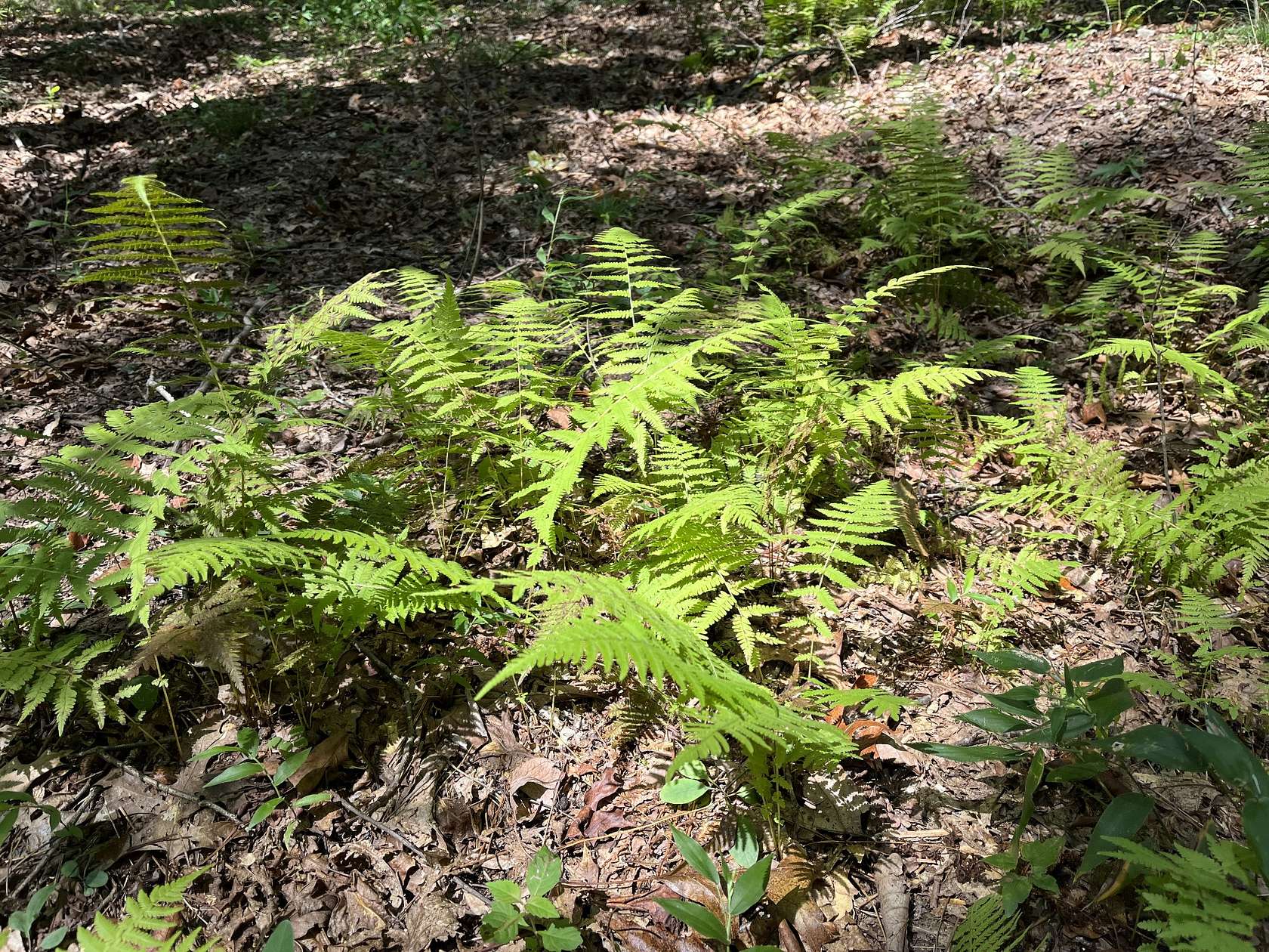 1 Acre of Residential Land for Sale in Monteagle, Tennessee