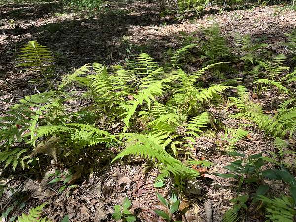 1 Acre of Residential Land for Sale in Monteagle, Tennessee