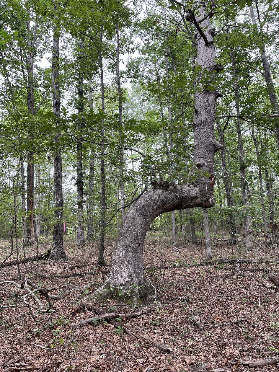 0.65 Acres of Residential Land for Sale in Monteagle, Tennessee