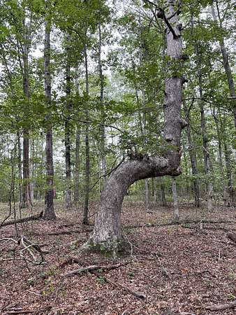 0.65 Acres of Residential Land for Sale in Monteagle, Tennessee