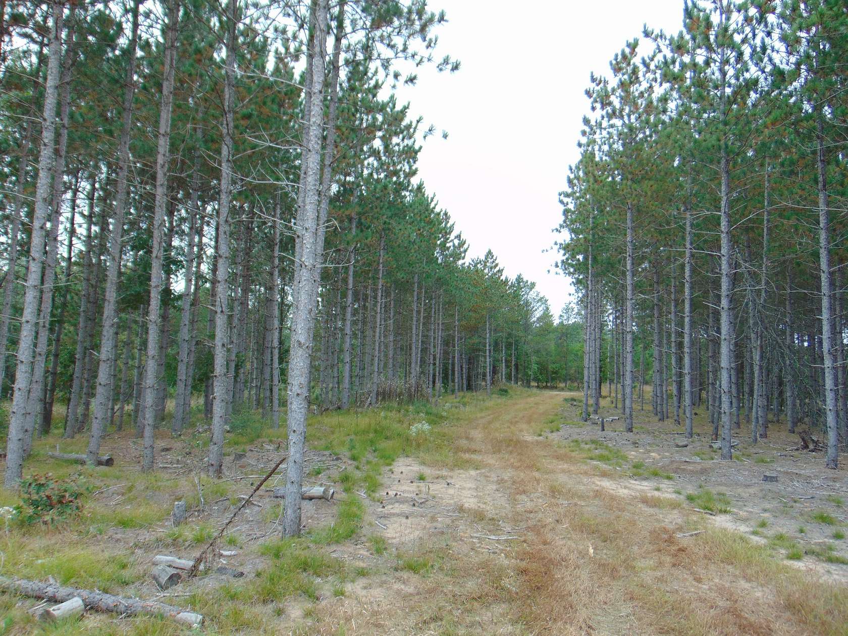 80 Acres of Land for Sale in Friendship, Wisconsin