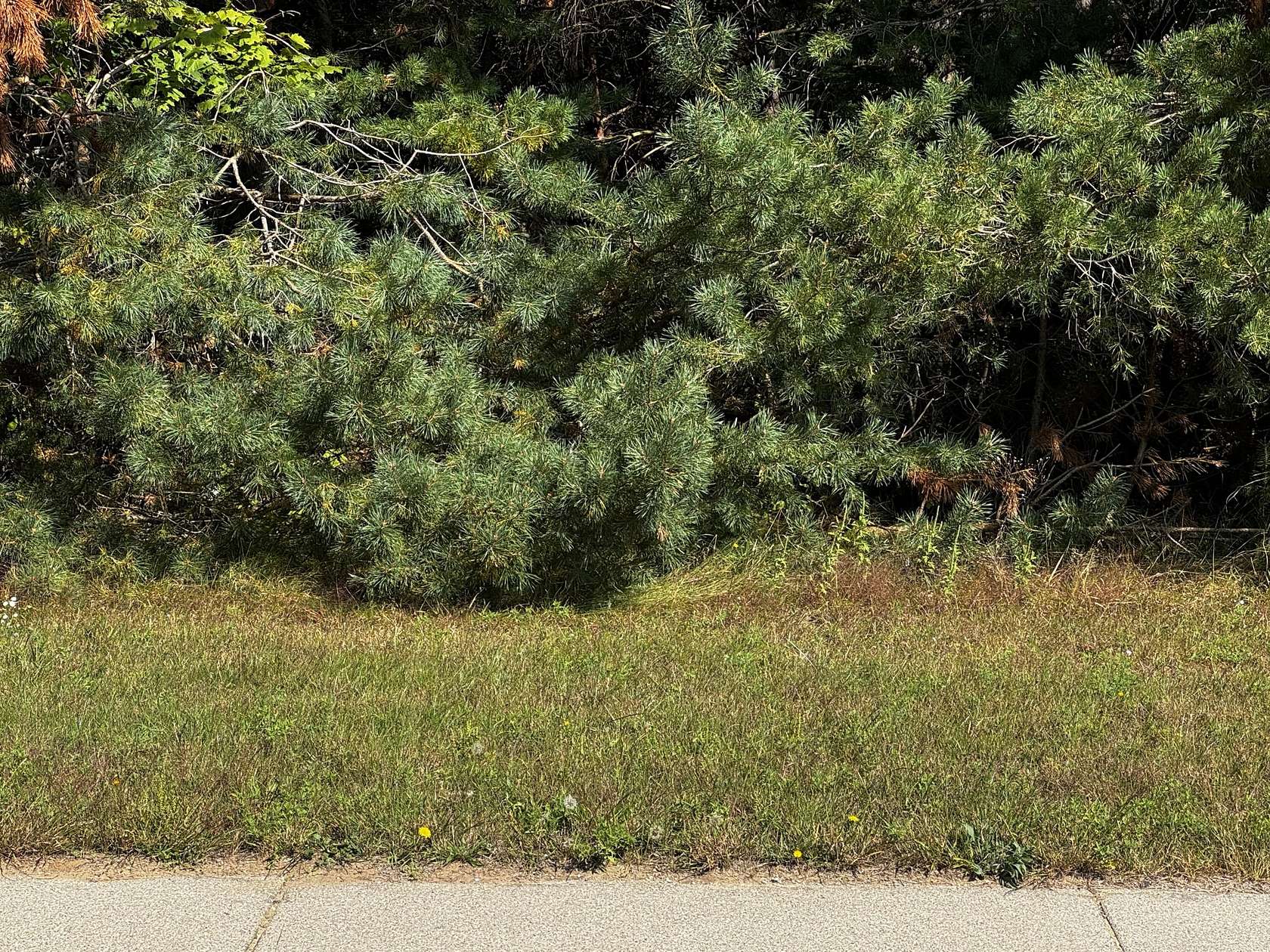 Land for Sale in Gaylord, Michigan