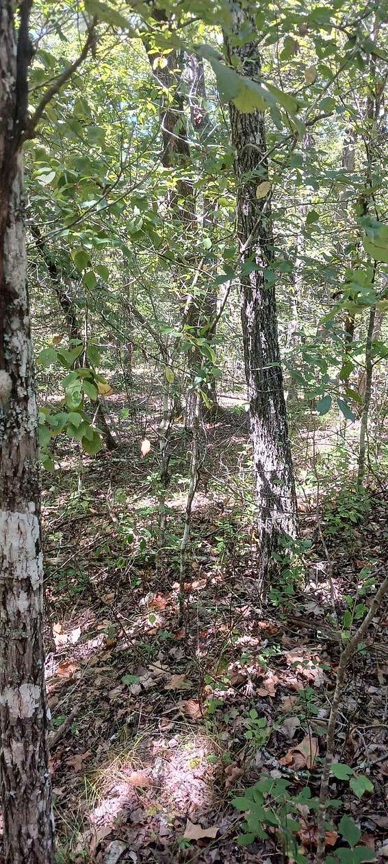 0.04 Acres of Land for Sale in Theodosia, Missouri