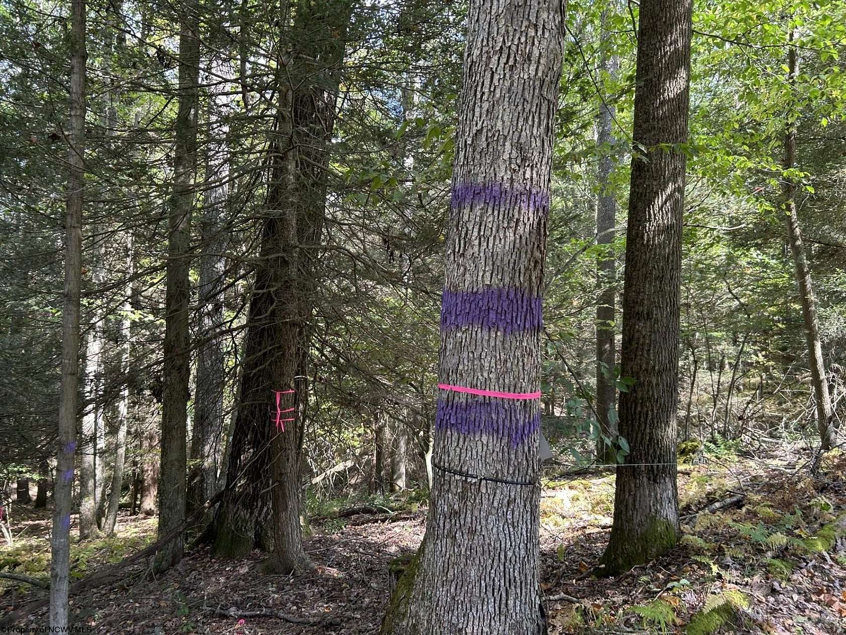 16.3 Acres of Recreational Land for Sale in Terra Alta, West Virginia