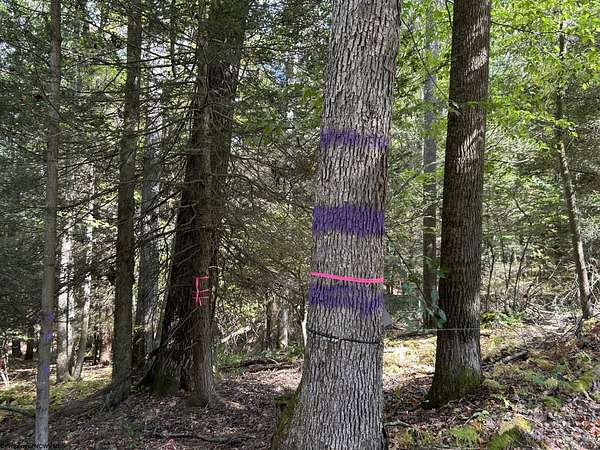 16.3 Acres of Recreational Land for Sale in Terra Alta, West Virginia