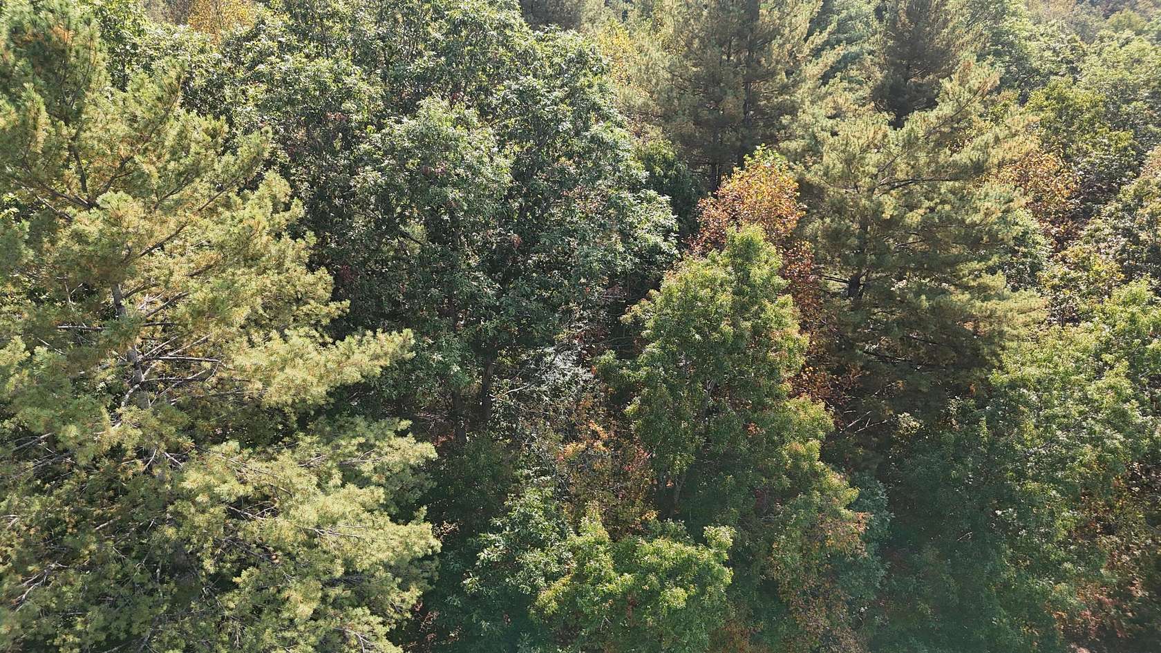 1.5 Acres of Land for Sale in Caldwell, West Virginia