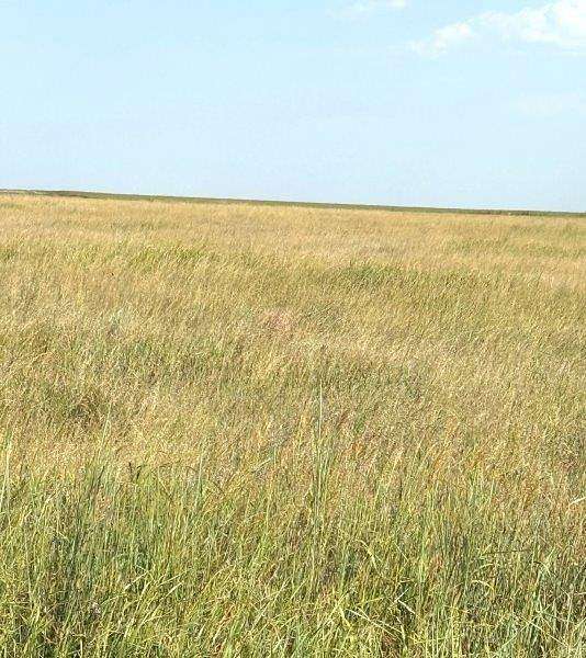155 Acres of Recreational Land for Sale in Dighton, Kansas
