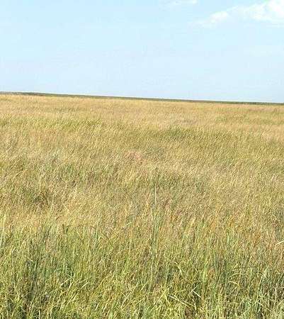155 Acres of Recreational Land for Sale in Dighton, Kansas
