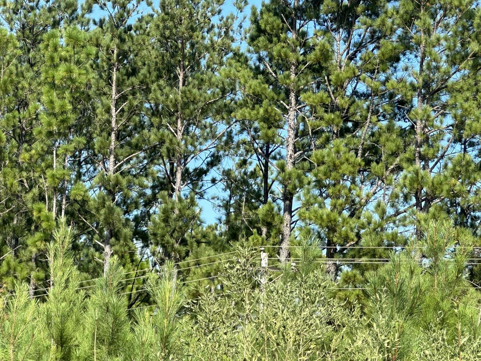 47.2 Acres of Recreational Land for Sale in Laurel Hill, Florida