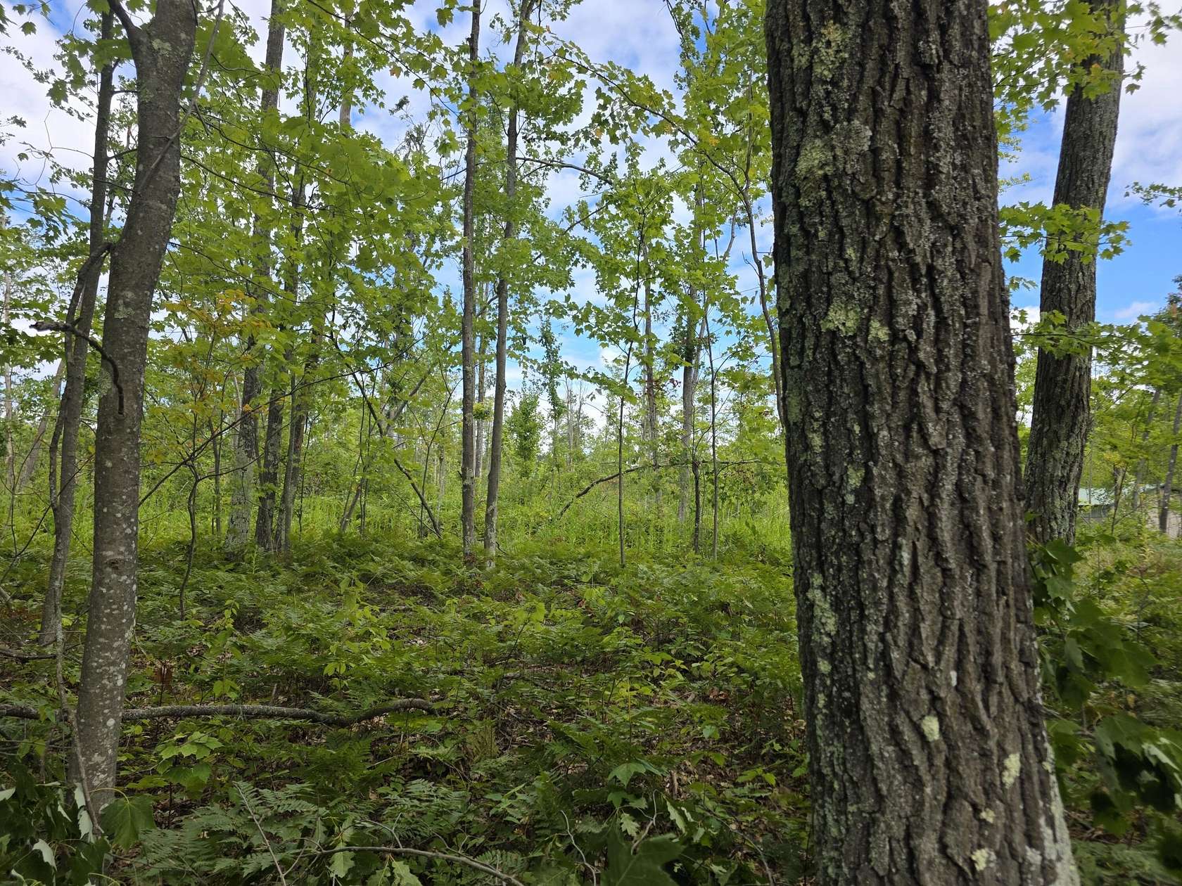 16.4 Acres of Recreational Land for Sale in Lincoln, Michigan