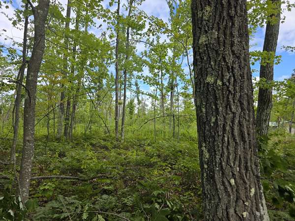 16.4 Acres of Recreational Land for Sale in Lincoln, Michigan