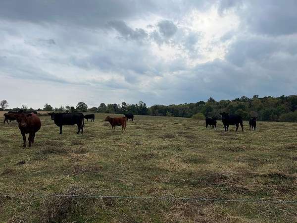 57 Acres of Agricultural Land for Sale in Flemingsburg, Kentucky