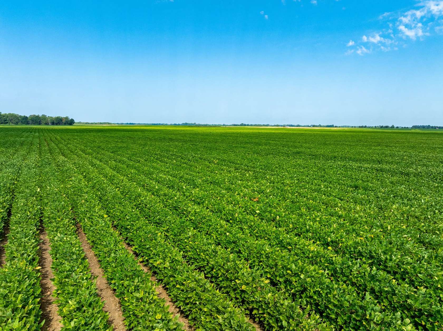 536 Acres of Recreational Land & Farm for Sale in Alicia, Arkansas