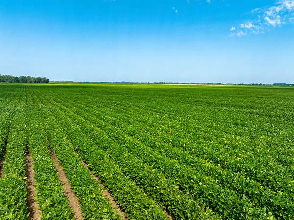 536 Acres of Recreational Land & Farm for Sale in Alicia, Arkansas