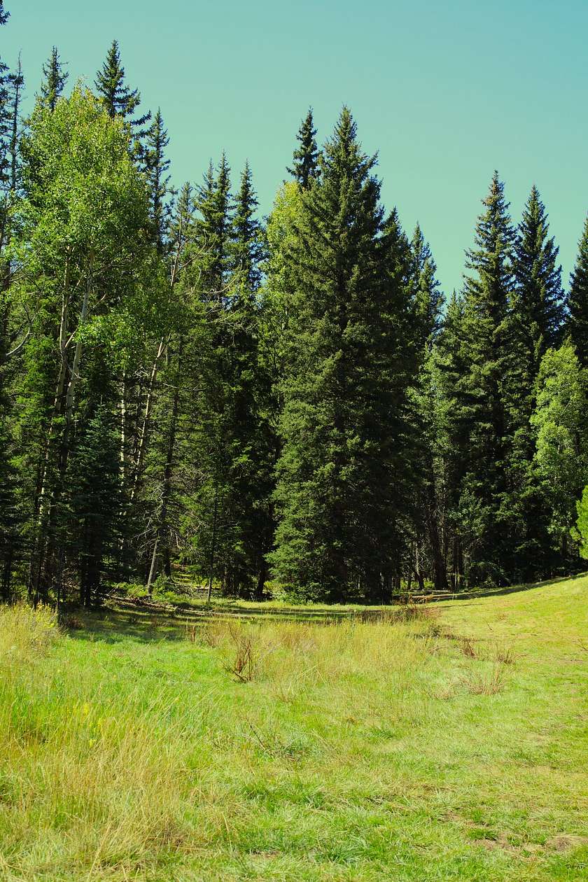 69 Acres of Recreational Land for Sale in Divide, Colorado