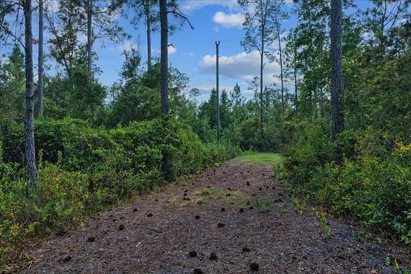 40.6 Acres of Recreational Land for Sale in Greenville, Florida