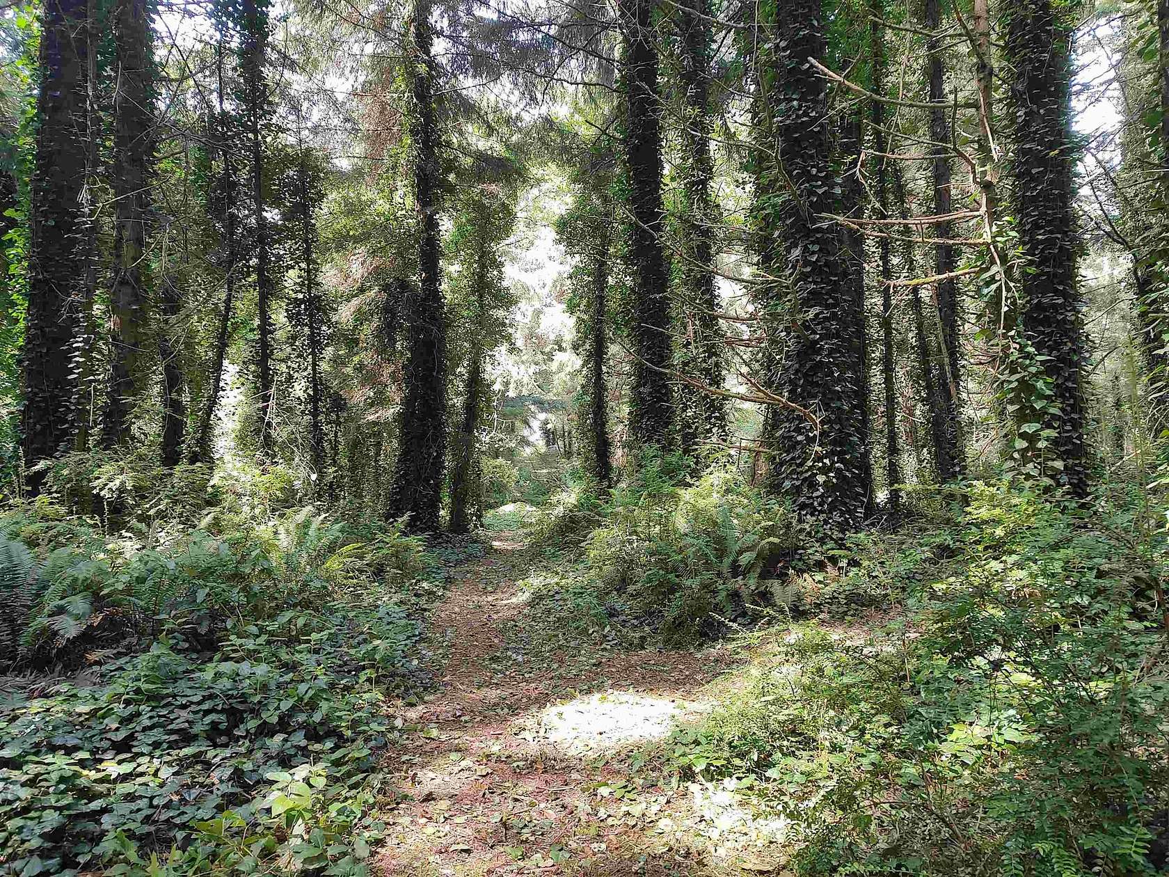 1 Acre of Residential Land for Sale in Crescent City, California