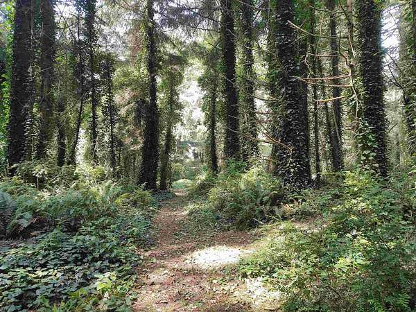 1 Acre of Residential Land for Sale in Crescent City, California