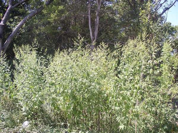 0.35 Acres of Land for Sale in Dallas, Texas