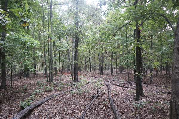 20 Acres of Land for Sale in Salem, Arkansas
