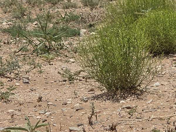 2 Acres of Land for Sale in Belen, New Mexico