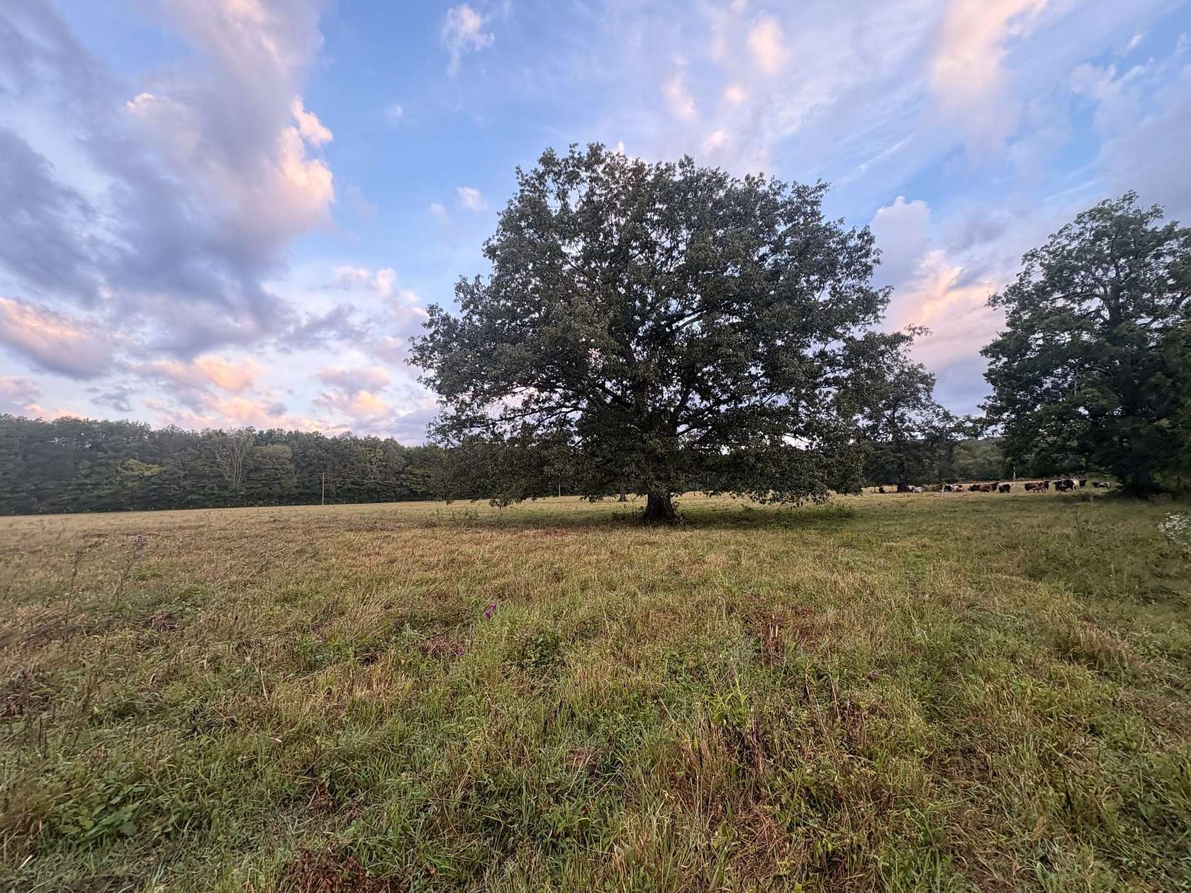 14 Acres of Recreational Land & Farm for Sale in Decatur, Alabama