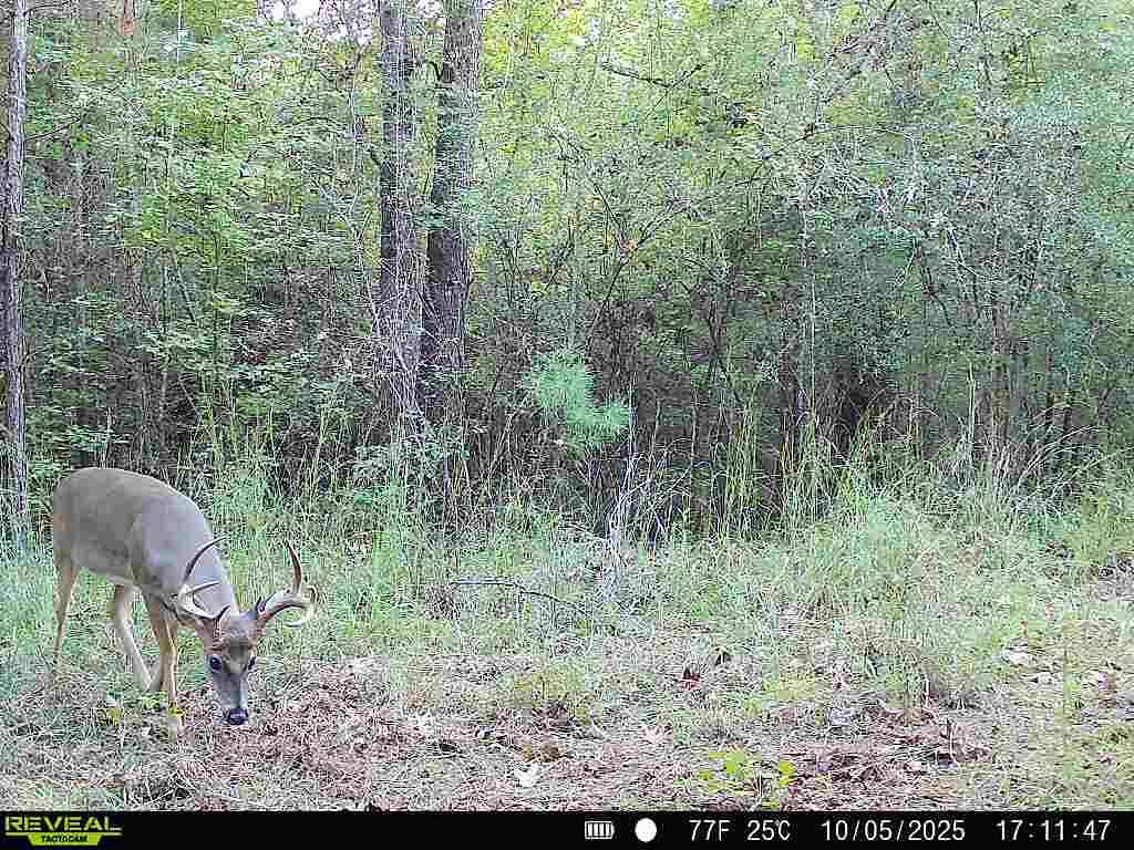 37 Acres of Recreational Land for Sale in Gloster, Mississippi