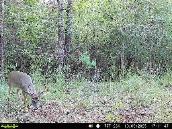 37 Acres of Recreational Land for Sale in Gloster, Mississippi